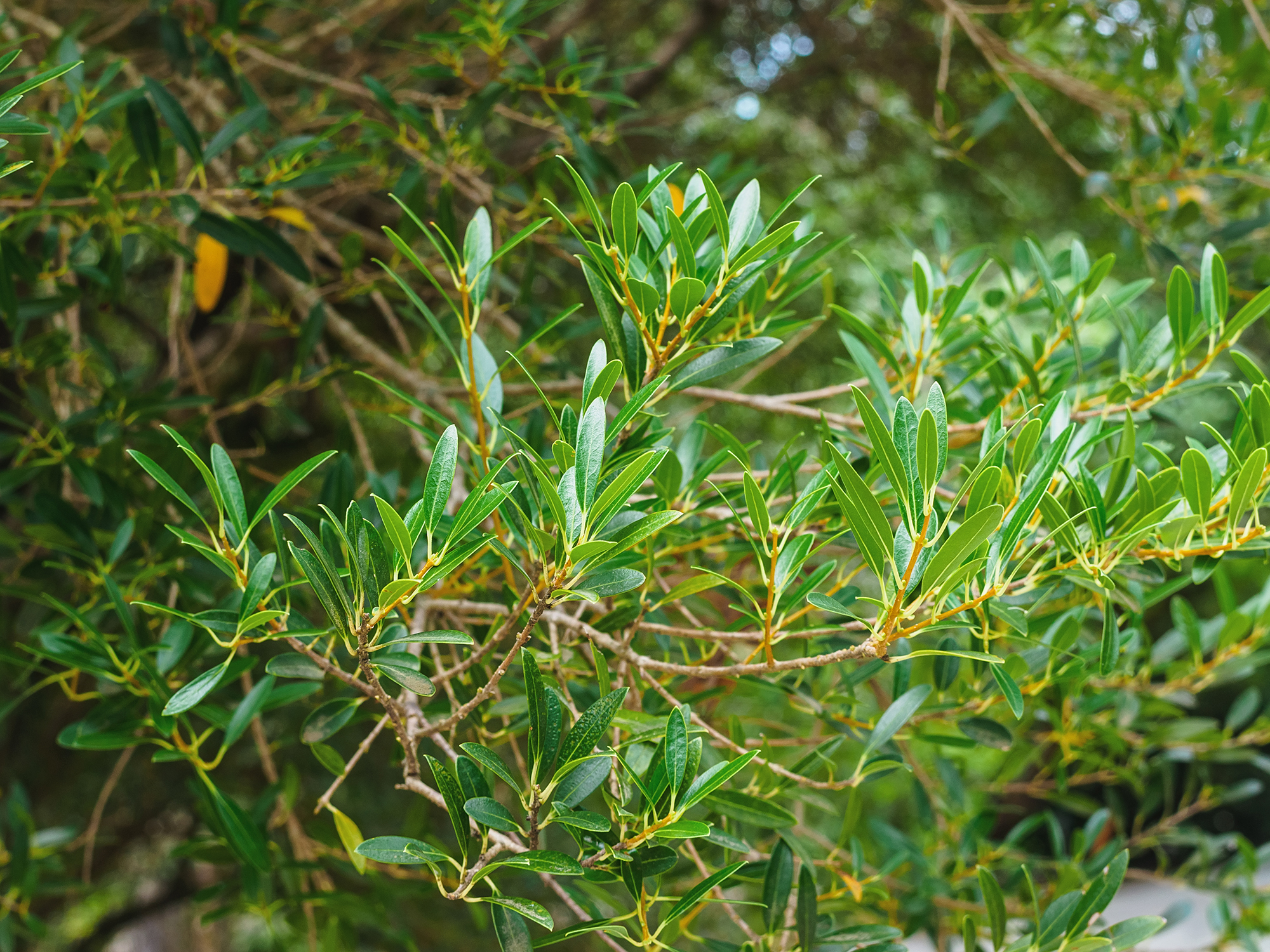 branches of phillyrea angustifolia close-up