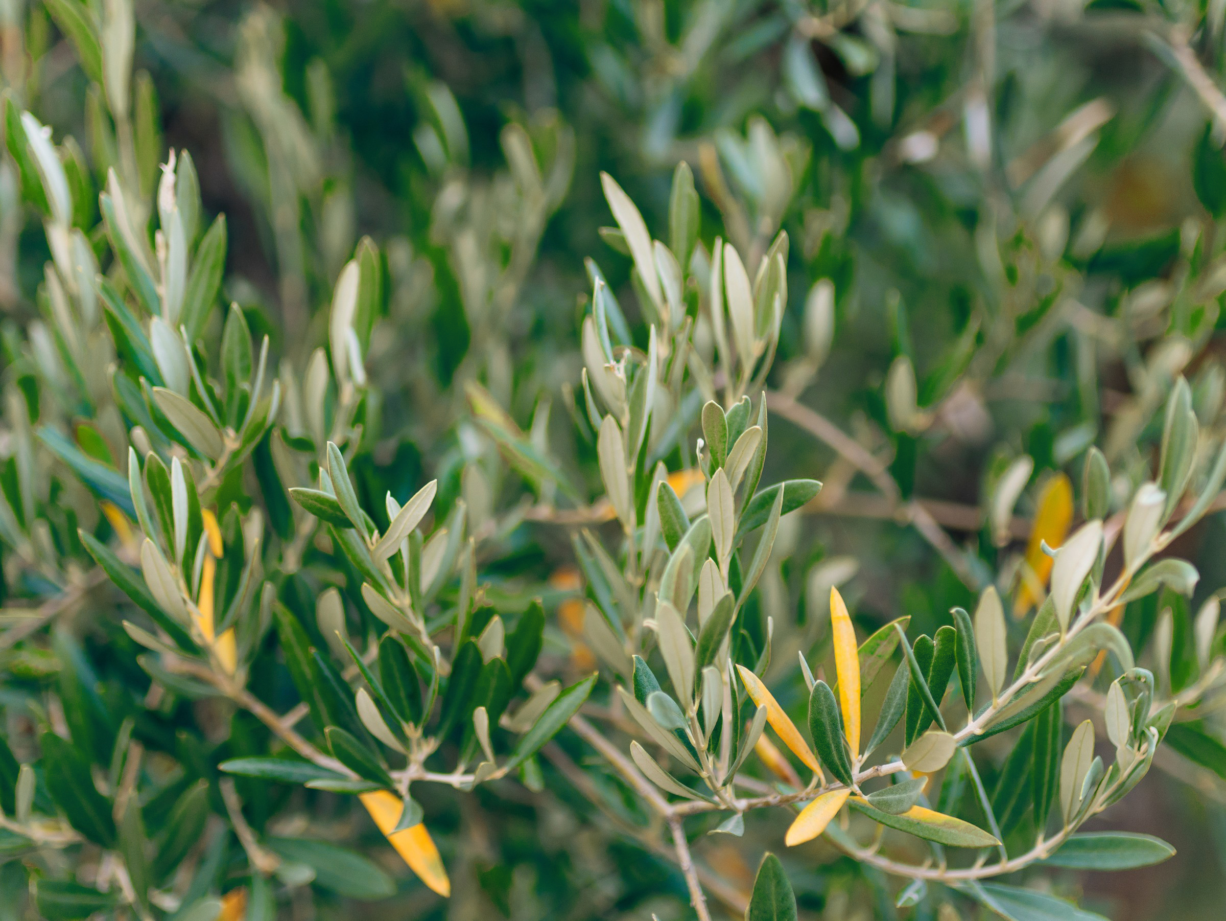 olive-branch-with-leaves-closeup-olive-groves-gardens (Custom)